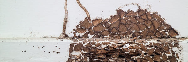 Can Termites Eat Through Spray Foam?